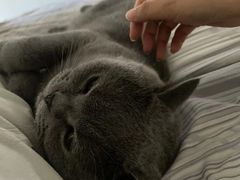 -关爱宠物医院·猫科中心·消化科(滨湖万达分院)