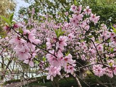 -金鸡湖桃花岛