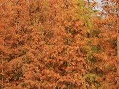 -白鹭湾湿地公园