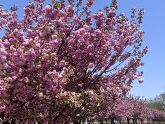 -石家庄市植物园