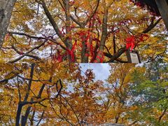 -叠溪松坪沟景区
