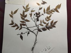 -南山植物园