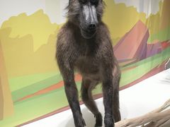 -陕西自然博物馆