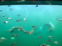 -瑞德姆美人鱼海底演艺主题餐厅(亚龙湾店)