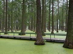 -渌洋湖湿地公园