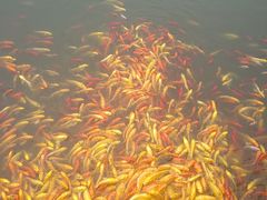 -武汉紫薇都市田园