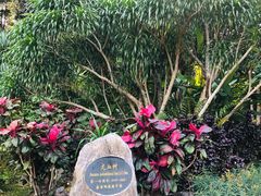 -中国科学院西双版纳热带植物园