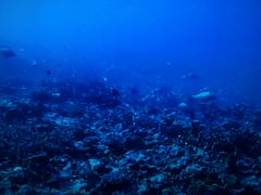 -海口绿发希尔顿酒店-田园汇自助餐·三文鱼·海鲜