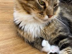 -COLOR PETS 撸猫馆·购猫·猫咖(长风大悦城店)