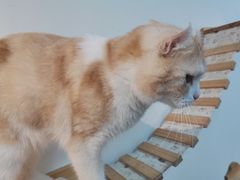 -Heymao猫咖.咖啡厅(东门店)