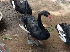 -清风小镇闯关东影视基地