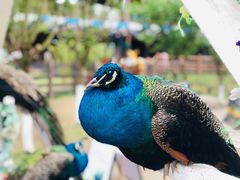 -黄龙溪欢乐田园