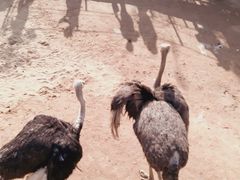 -西霞口神雕山野生动物世界