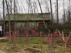 -合肥滨湖国家森林公园