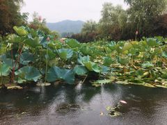 -石塘人家