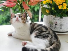 -lincat·猫舍(广州店)