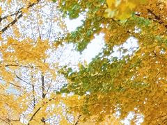 -新世界百货(明洞总店)