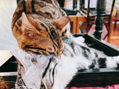 -猫小院猫主题咖啡厅(北锣店)