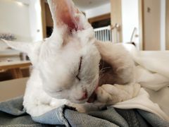 -猫腻·猫咖·撸猫馆(星光大道店)