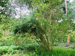 -中国科学院西双版纳热带植物园