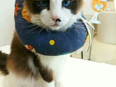 -怪兽屋·羊驼·猫咖·狗咖(俊华广场店)