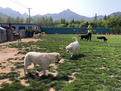 -趣玩宠物乐园寄养训犬训狗游泳池