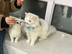 -共舞时光猫咖·狗咖(新街口店)