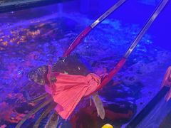 -辣螃铠盆盆蟹大排档(海昌店)