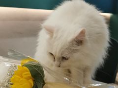 -飞行喵MR PILOT|猫舍·猫咖(静安大融城店)