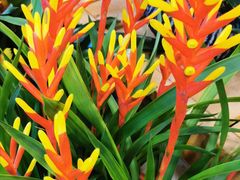 -双季花艺园艺市场(浦东店)