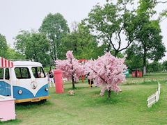 -杭州湾海上花田景区