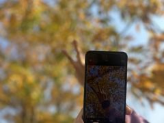 -春花秋色城市公园