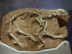 -国家自然博物馆