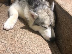 -more than meow吴止猫主题餐厅(承德 中船汇店)