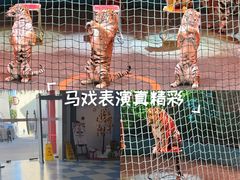 -上海马戏城