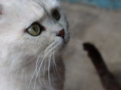 -喵屿·大理花园猫咖