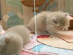-momokira米努特·德文卷毛猫·棉花面纱犬