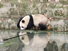 -都江堰中华大熊猫苑