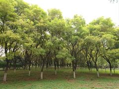 -大兴滨河森林公园