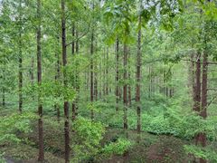 -黄海国家森林公园