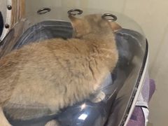 -宠爱国际动物医院· 猫科· 外科·中兽医(长白店)