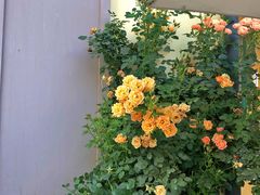 -花博汇(知音花月夜)
