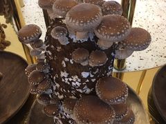 鲜活菌菇棒-椰子营·椰子鸡火锅(万象里店)