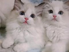 -欣宠猫屋·矮脚拿破仑·蓝金金渐层