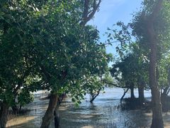 -宝安西湾红树林湿地公园