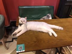 -猫色咖啡·猫咖