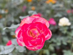 -人民公园(罗湖区)