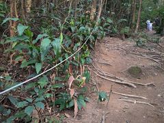 -黄埔油麻山森林公园