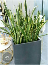 -FUTURE HN男士发型风格设计