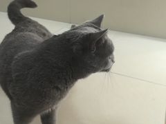 -艾贝尔宠物医院 ·内科全科(梁溪路店)